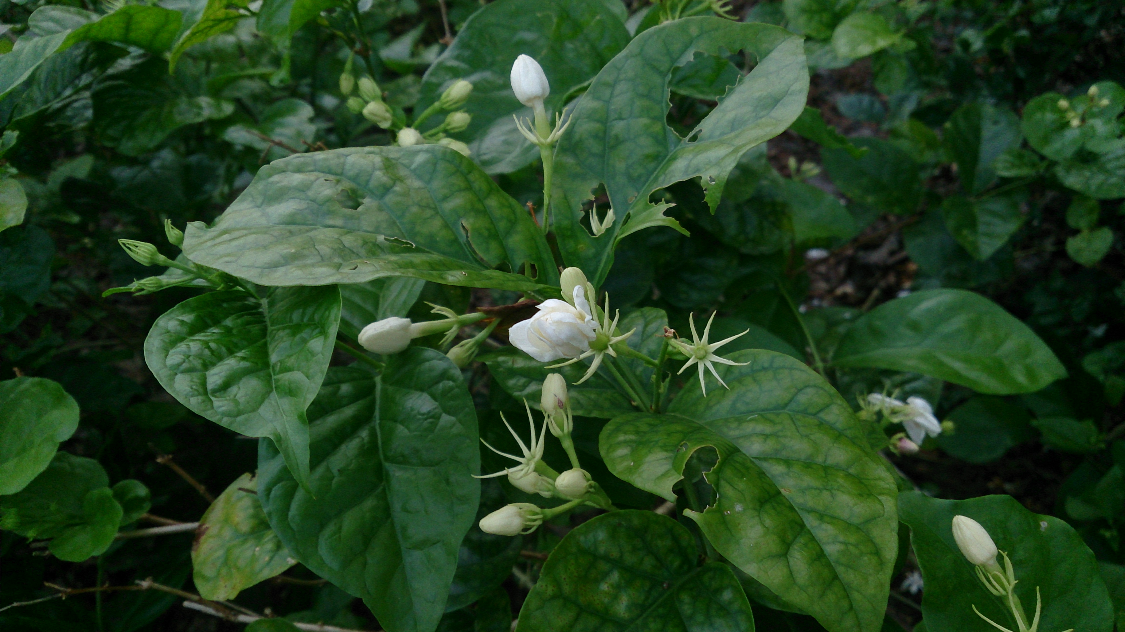 Цветы жасмина Jasminum sambac — основа ароматизации